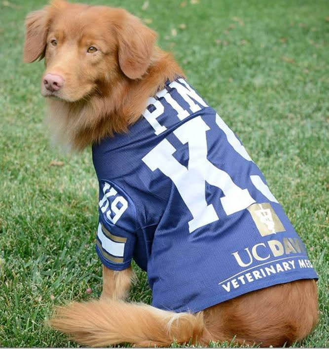 Custom Football/Soccer/Lacrosse Jersey For Dogs - Click Image to Close