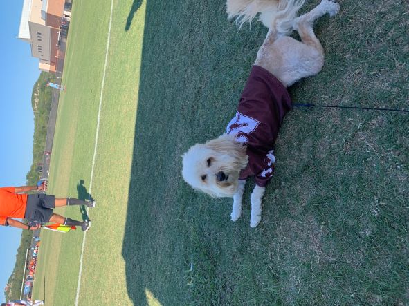 Sublimated Football Jersey For Dogs - Click Image to Close